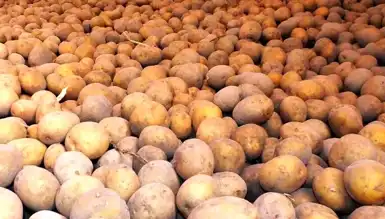 Patatesin Sırları Çözüldü: Şaşırtıcı Ata!