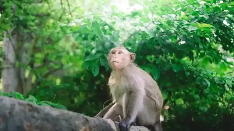Sri Lanka'da Maymun Yüzünden Elektrik Kesintisi!